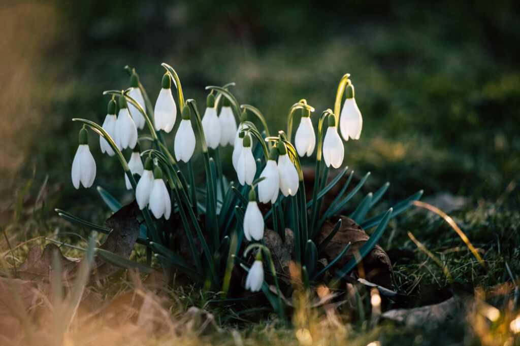 Winter pruning tips from the gardening experts