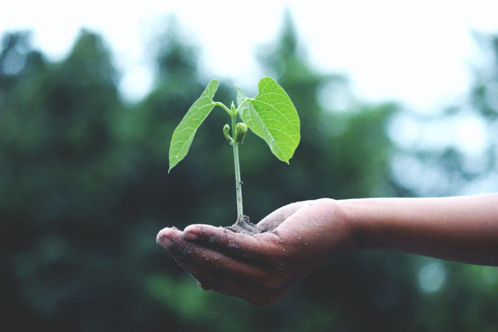 Why You Should Invest in Your Garden