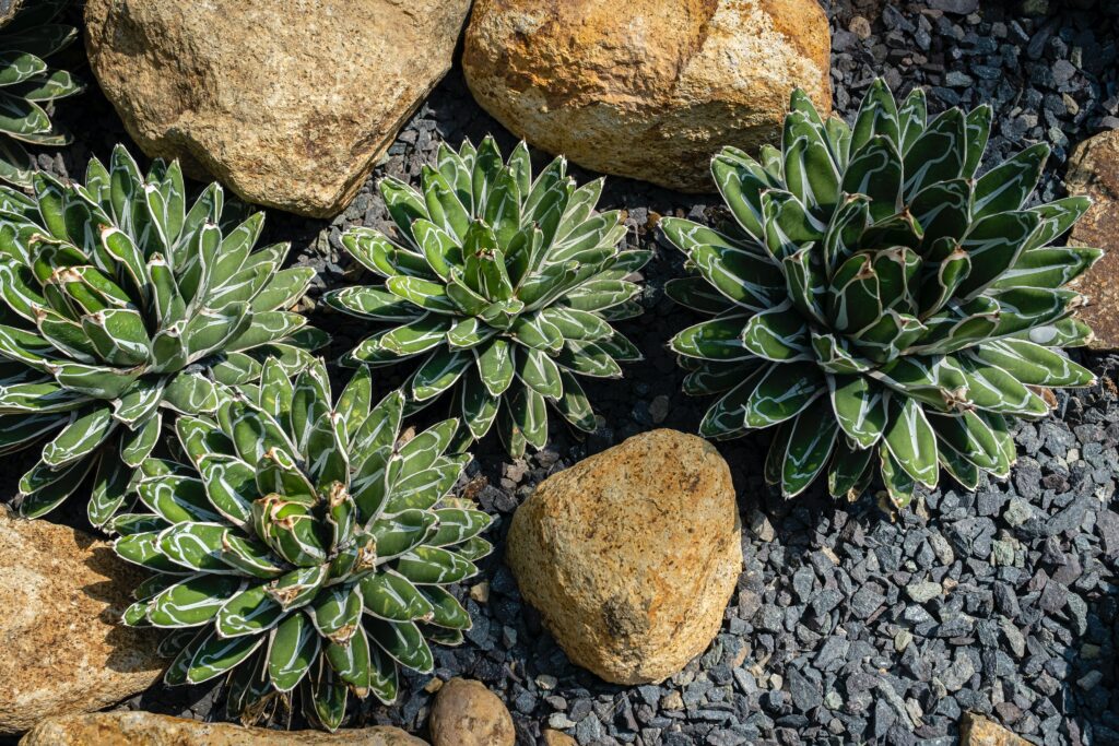 5 Tips to prepare your garden for Summer’s heat and drought: dry landscaping
