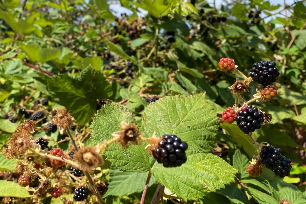 How to deal with invasive plants in BC