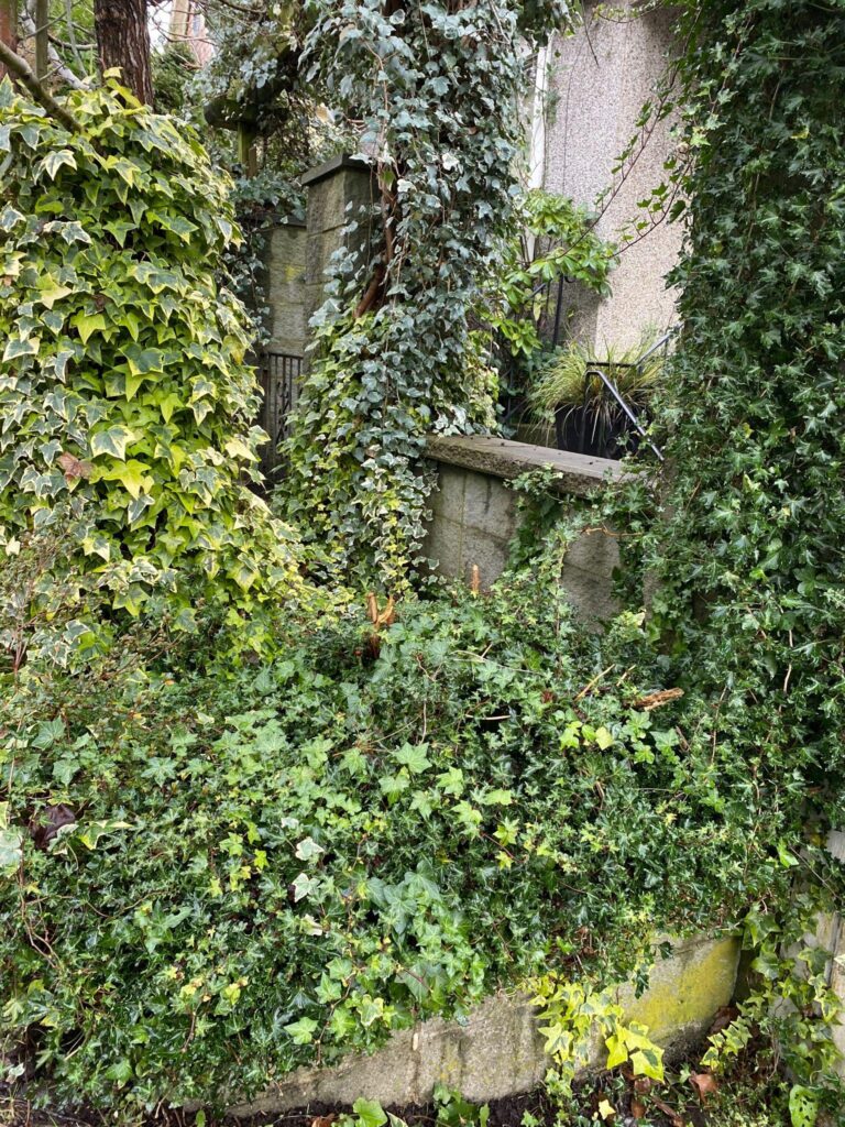How to deal with invasive plants in BC