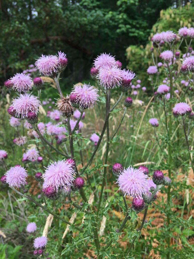 How to deal with invasive plants in BC