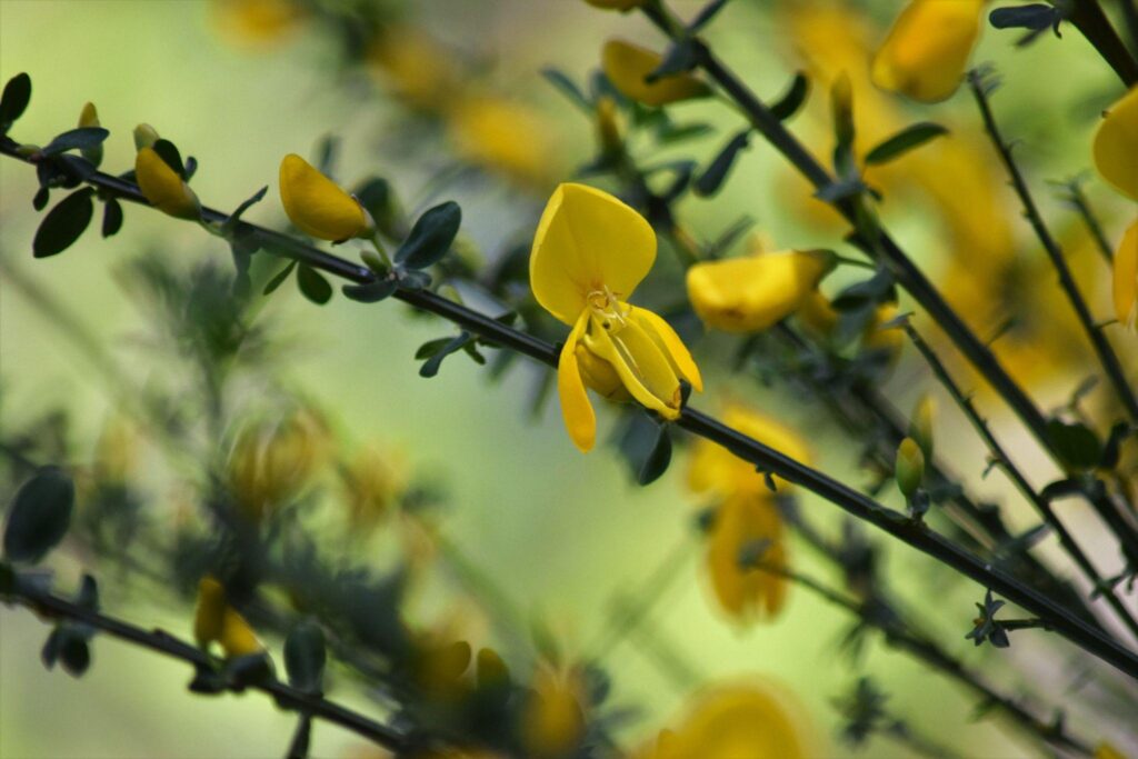 How to deal with invasive plants in BC