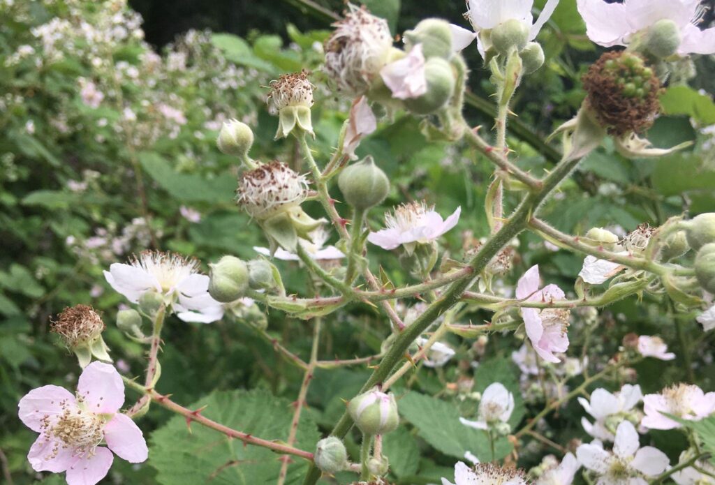 How to deal with invasive plants in BC